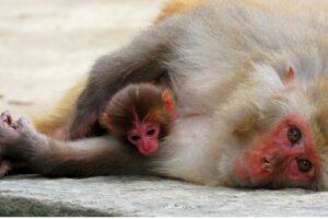 Unterschiede zwischen Lebendgebärenden und Säugetieren