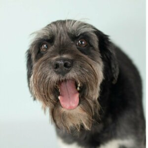 Der Schnocker: Alles über diese Rasse