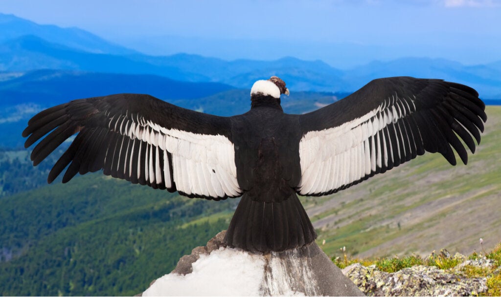 Argentavis Magnificens: Der größte Vogel der Welt