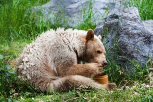 Entdecke 5 Tiere, die Honig fressen