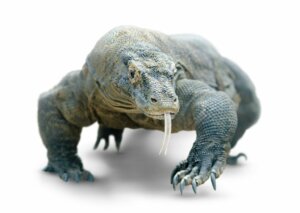 Warum ist der Biss eines Komodowarans gefährlich?