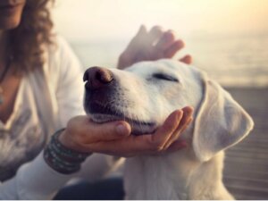 Aktivkohle für Hunde: Verwendung und Dosierung