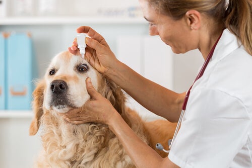 Natürliche Behandlung von Bindehautentzündungen bei Hunden
