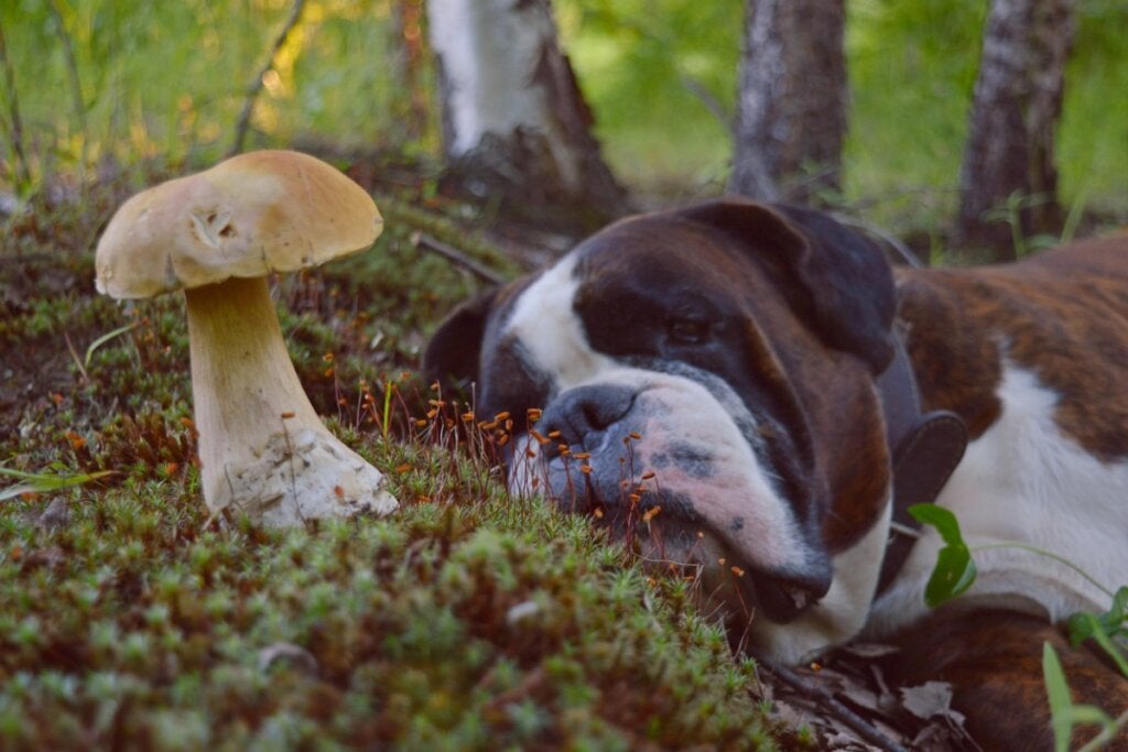 Hund Hat Pilz Gefressen