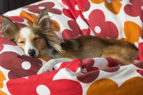 Wie du deinen Hund an das Alleineschlafen gewöhnst