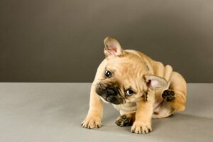 Tipps zur Linderung von juckender Haut bei Hunden