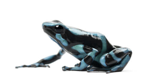 Der Pfeilgiftfrosch, der giftigste Frosch der Welt