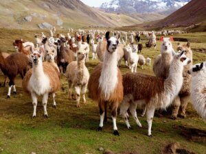 Die Unterschiede zwischen Lamas und Alpakas