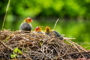 Was soll ich tun, wenn ich ein verlassenes Nest finde?