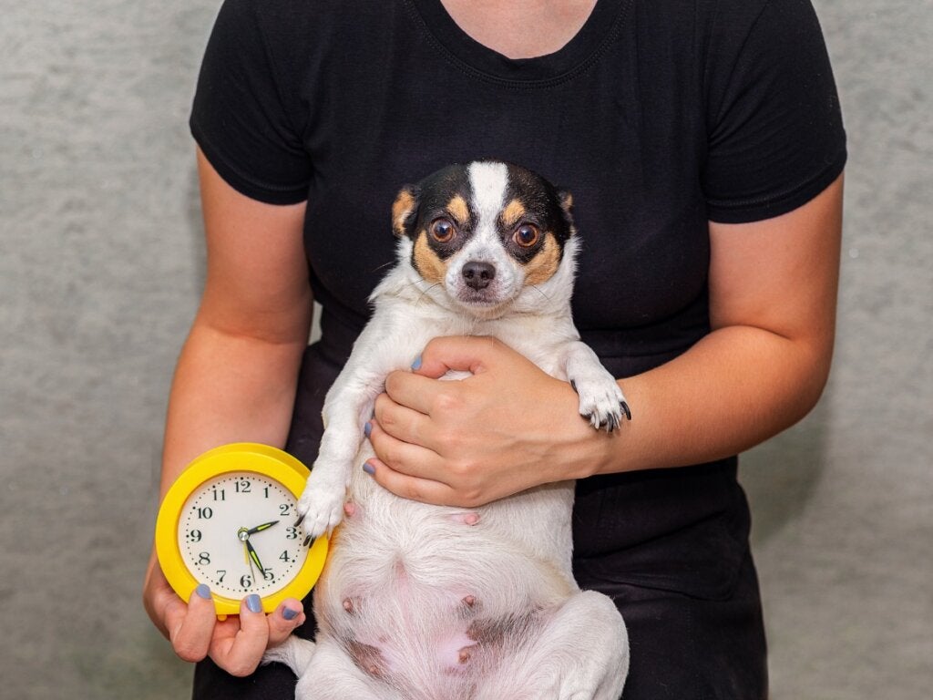 9 Anzeichen dafür, dass eine Hündin bald gebären wird