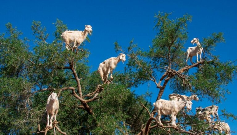 Warum klettern Ziegen in Marokko auf Bäume?