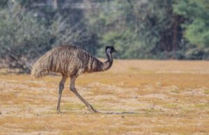 5 Endemische Tiere in Australien