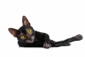 Lykoi oder Wolfskatze: Alles über diese Rasse