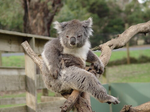 Alles über das Verhalten von Koalas