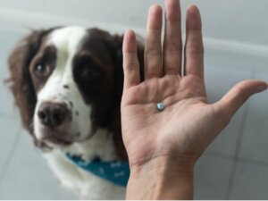 Prednison für Hunde: Anwendung und Nebenwirkungen