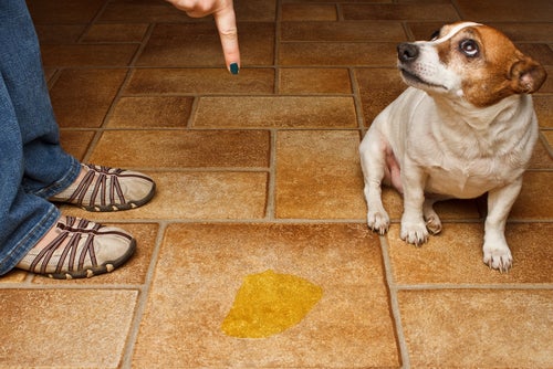 Tipps zur Beseitigung des Geruchs von Hundeurin