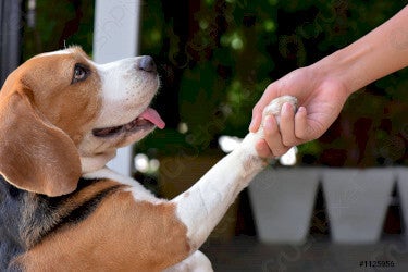 Rote Pfoten bei Hunden: Ursachen und Behandlung