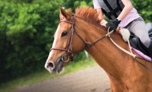 Wie gehe ich es an, wenn ich reiten lernen will?