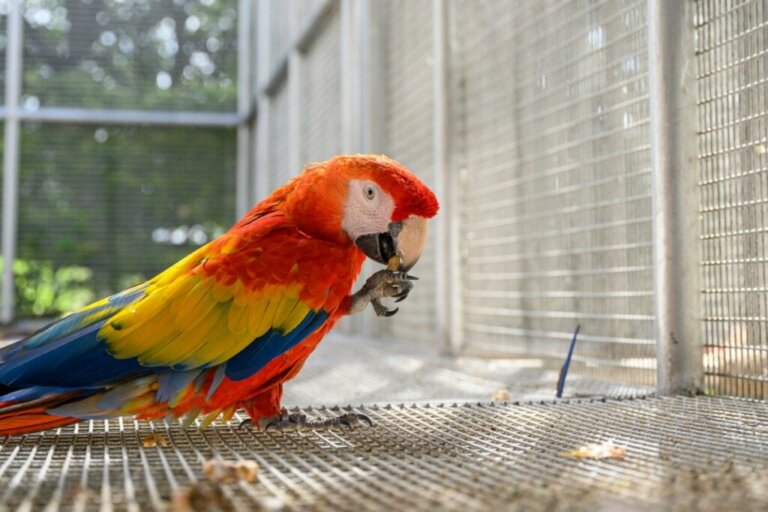 Wie du den Stress deines Papageis verringerst