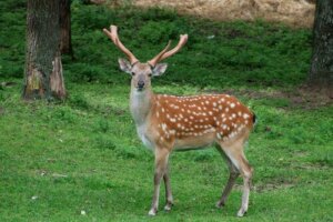 5 Japanische Tierarten