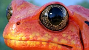 Tomatenfrösche: Lebensraum und Merkmale