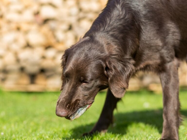 7 Gründe, warum dein Hund Galle spuckt
