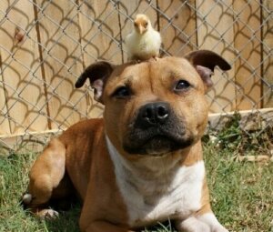 Der Charakter von Pitbulls
