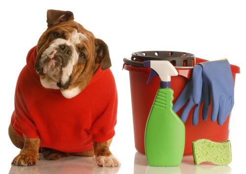 5 Produkte, um Hundeuringeruch natürlich zu beseitigen
