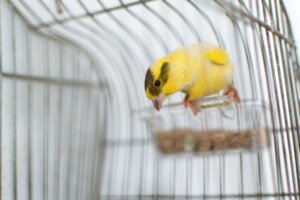 Wie man einem Kanarienvogel die Krallen schneidet