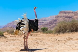 Die 5 größten Vögel der Welt