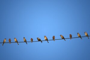 Warum bekommen Vögel keinen Stromschlag, wenn sie auf Stromleitungen sitzen?