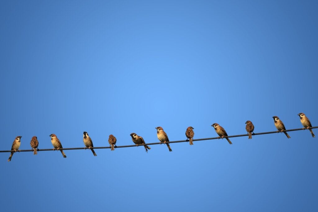 Warum bekommen Vögel keinen Stromschlag, wenn sie auf Stromleitungen sitzen?