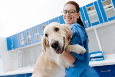 Warum eine Hundekrankenversicherung ratsam ist