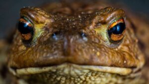 Zombie-Frosch: Eine neue Amazonas-Spezies