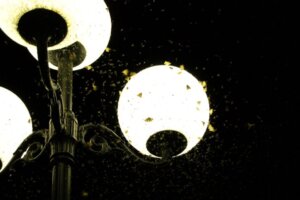 Warum Licht Insekten anzieht!