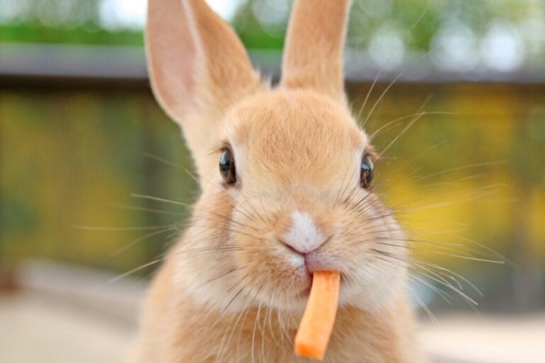 Dürfen Kaninchen Eier fressen?