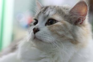 Hustet deine Katze? Womöglich ist es Katzenasthma!