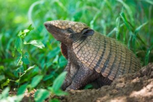Die 10 Tiere, die am meisten schlafen