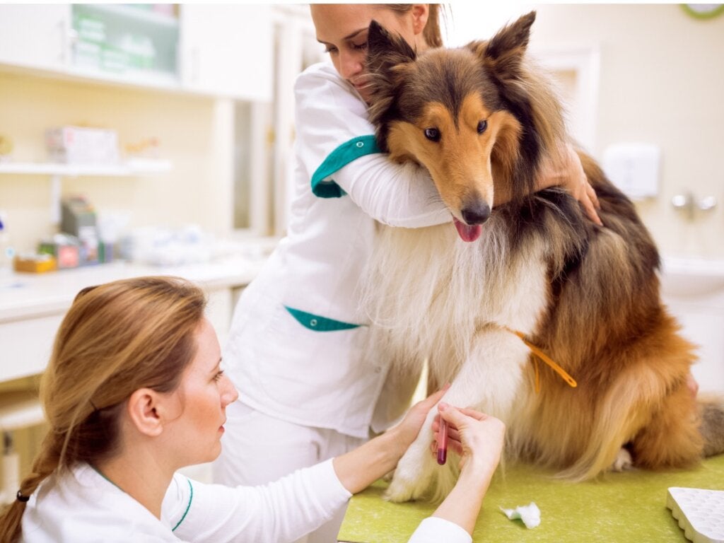Lymphödeme bei Hunden: Symptome, Ursachen und Behandlung