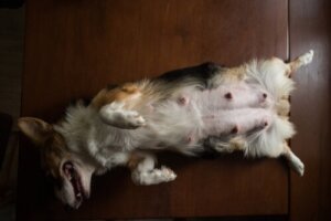 Scheinschwangerschaft bei Hunden: Wie kann ich sie erkennen und was ist dann zu tun?