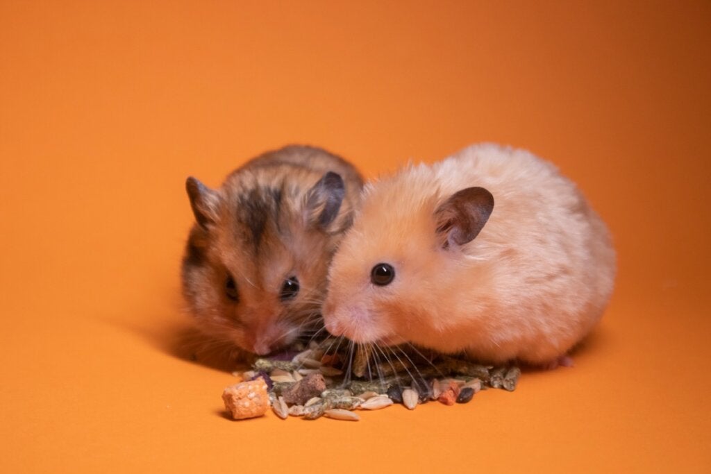 Ist es gut, zwei Hamster im selben Käfig zu halten?