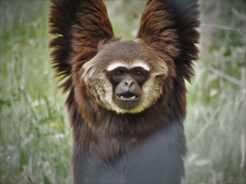 10 Kuriositäten über Primaten