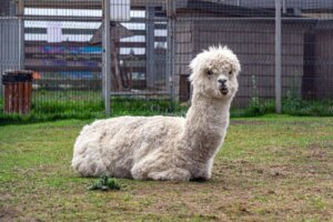 Wie man den Unterschied zwischen Lamas und Alpakas erkennt