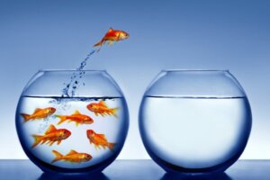 Können Fische ertrinken?