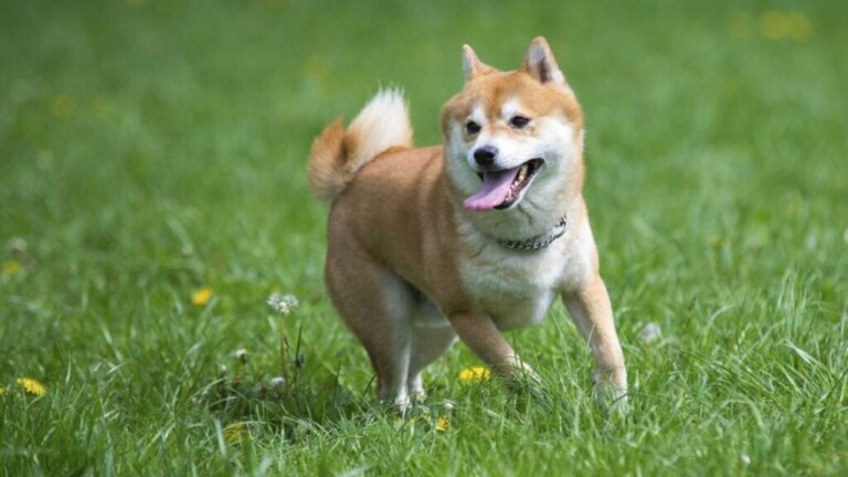 7 Japanische Hunderassen, die du kennen solltest