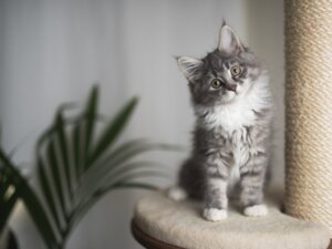 5 Katzenrassen, die nicht (zu sehr) wachsen