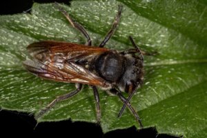 Die größte Biene der Welt wird nach 38 Jahren wiederentdeckt