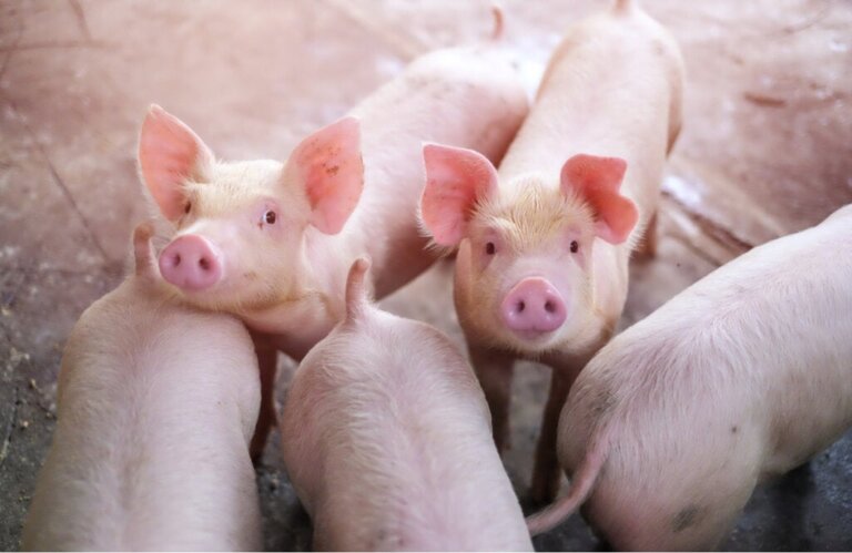 5 Kuriositäten über das Schweinegrunzen