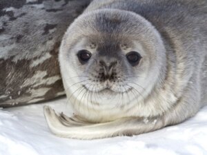 9 Kuriositäten über Robben