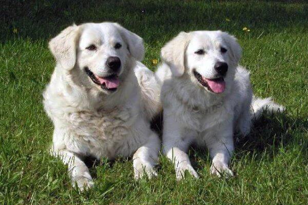 Slovenský Cuvac: Alles über diese Rasse